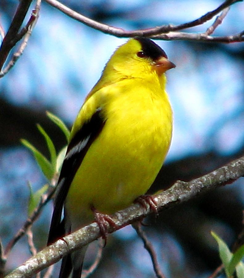 Male North American Goldfinch Photograph by Angela Davies