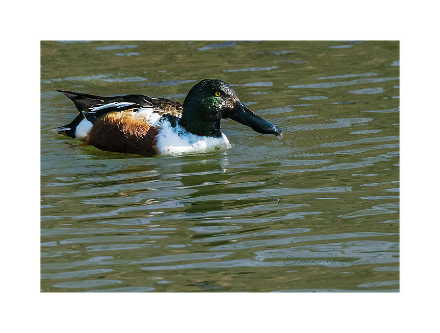 Male Norther Shoveler Photograph by Ed Peterson