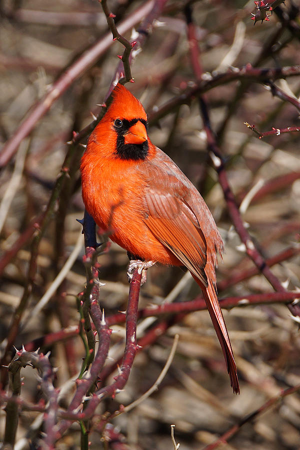 Male Northern Cardinal Photograph by Alan Hutchins