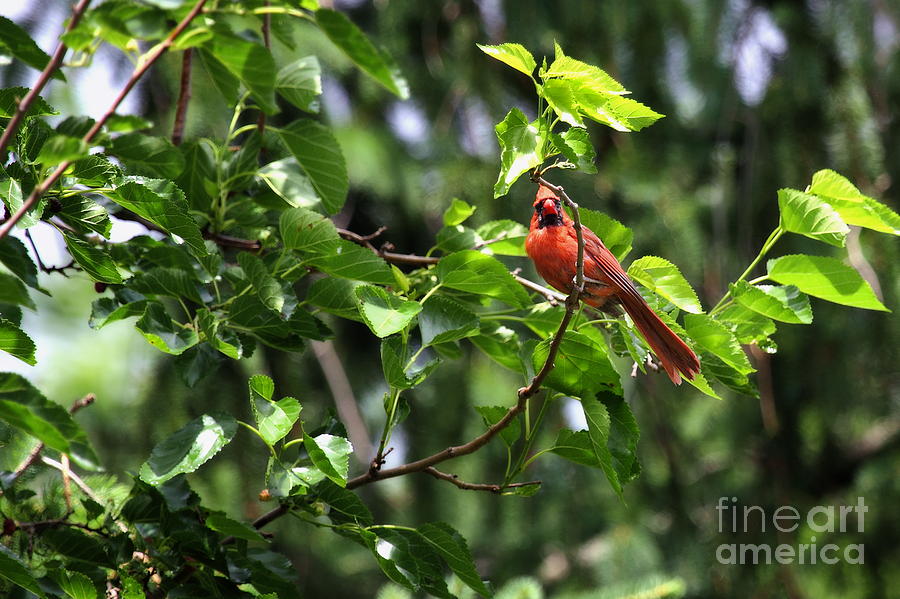 Male Northern Cardinal Photograph by Angela Rath