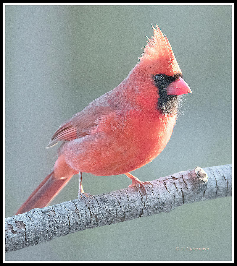 Male Northern Cardinal, Animal Portrait Photograph by A Macarthur Gurmankin