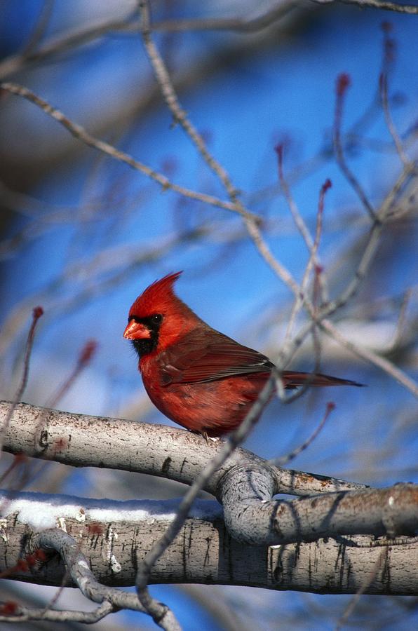 Male Northern Cardinal Bird Photograph By Natural Selection David Spier ...