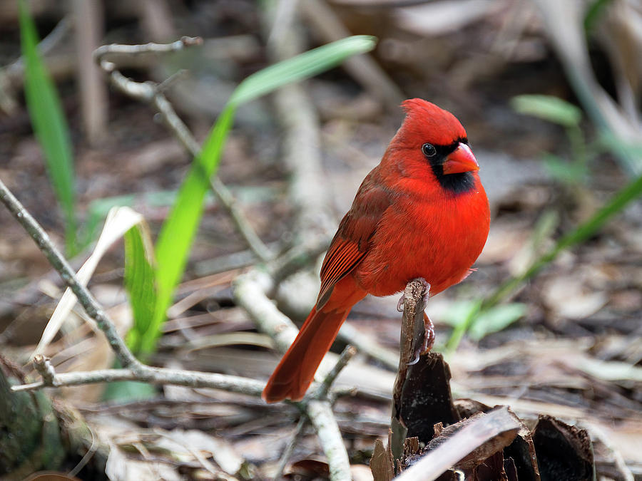 Male Northern Cardinal Close-up Photograph by Jill Nightingale