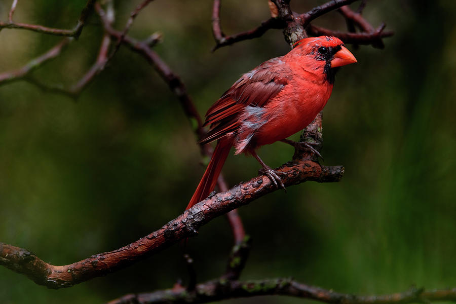 Male Northern Cardinal Photograph by Debra Martz