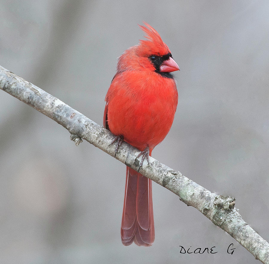 Male Northern Cardinal Photograph by Diane Giurco