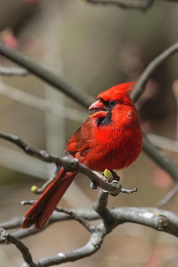 Male Northern Cardinal in Spring Photograph by John Haldane