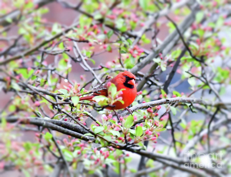 Male Northern Cardinal - In The Pink Photograph by Kerri Farley