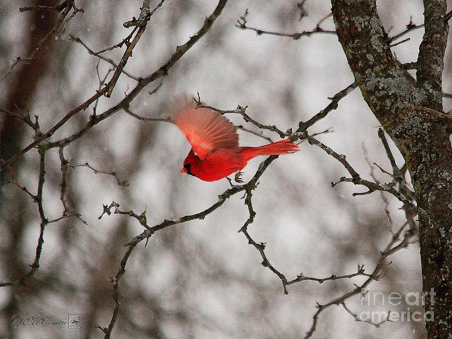 Male Northern Cardinal in Winter Painting by J McCombie