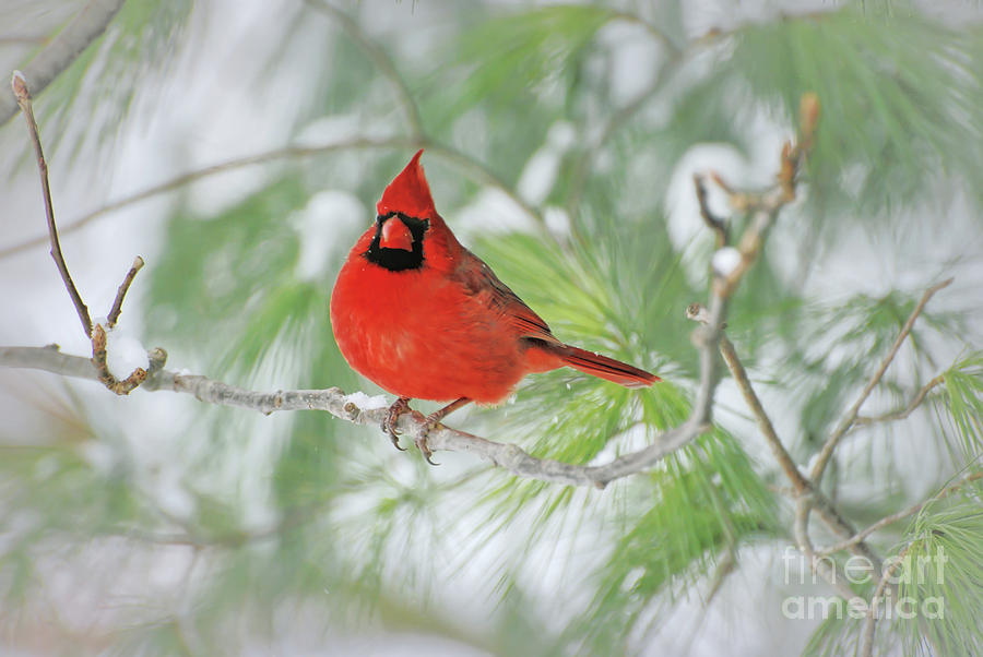 Male Northern Cardinal in Winter Photograph by Kerri Farley