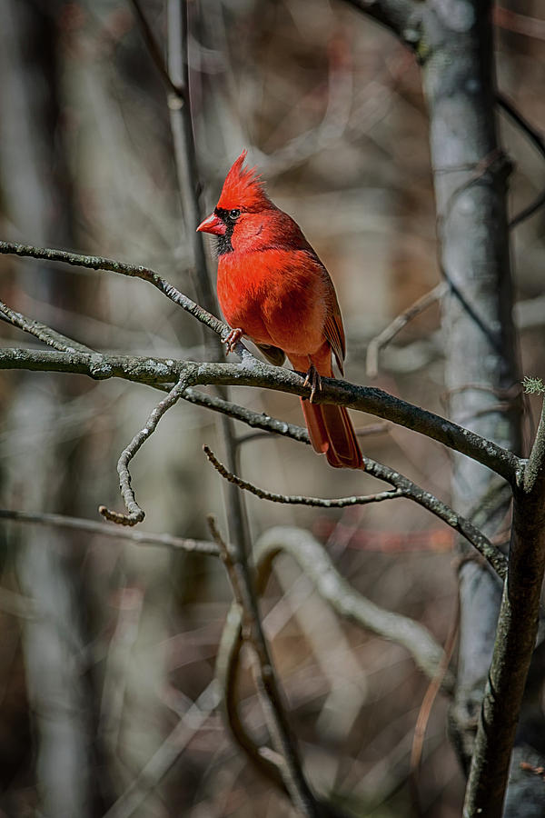 Male Northern Cardinal Photograph by John Haldane