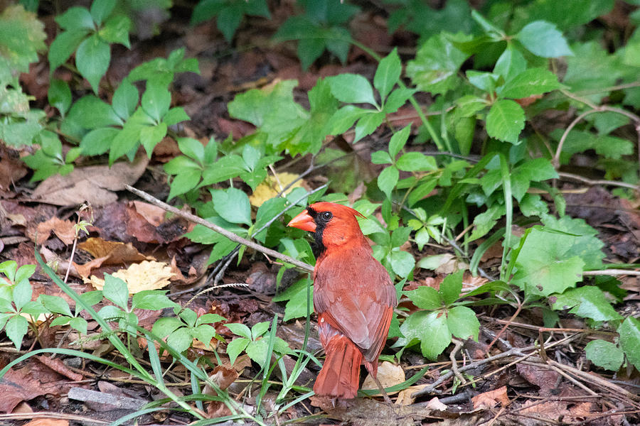 Cardinal Photograph - Male Northern Cardinal Looking Over Left Shoulder by JR Cox
