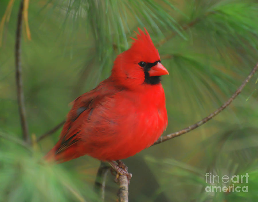 Male Northern Cardinal On a Branch Photograph by Kerri Farley