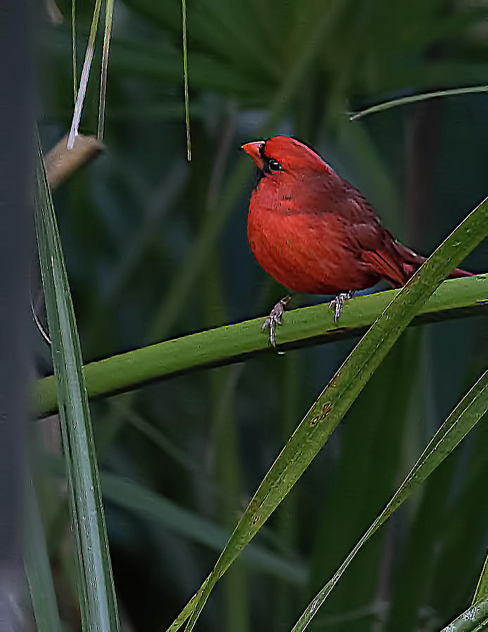Male Northern Cardinal Photograph by Richard Goldman
