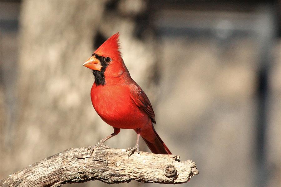 Male Northern Cardinal  Photograph by Sheila Brown