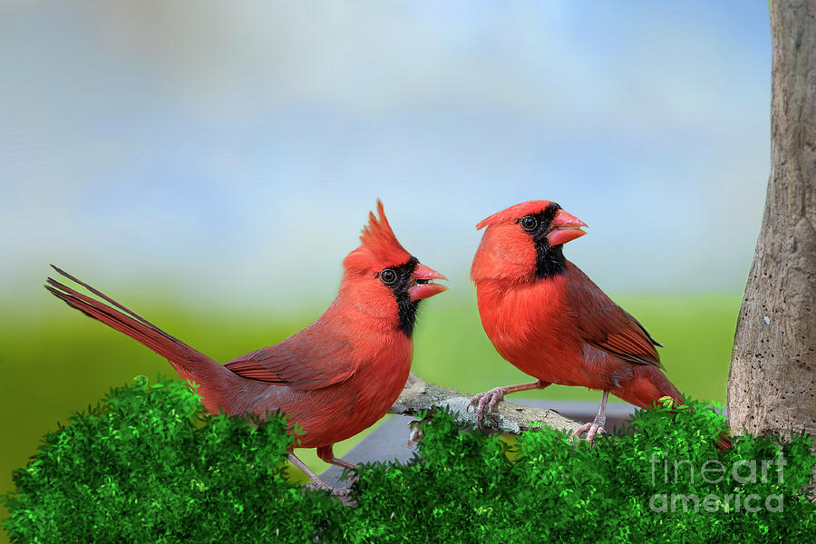 Male Northern Cardinals in Spring Photograph by Bonnie Barry
