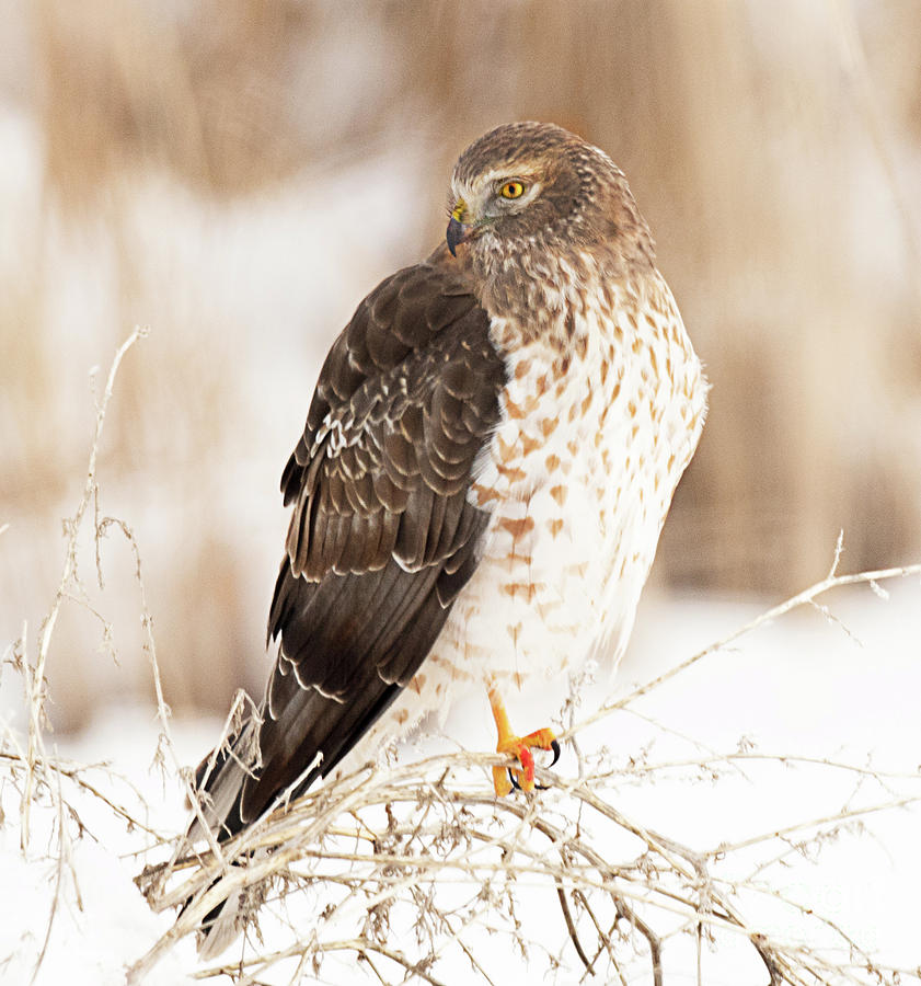 Male Northern Harrier Hunting Photograph by Dennis Hammer