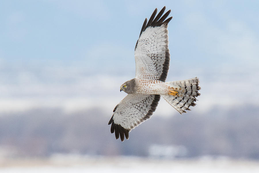 Male Northern Harrier In Flight Photograph by Tony Hake