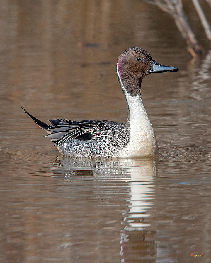 Male Northern Pintail DWF0149 Photograph by Gerry Gantt