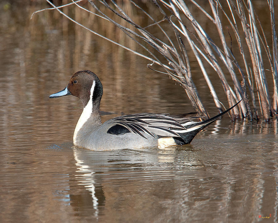 Male Northern Pintail DWF0150 Photograph by Gerry Gantt