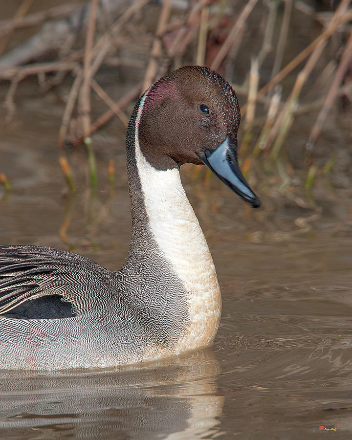 Male Northern Pintail DWF0151 Photograph by Gerry Gantt