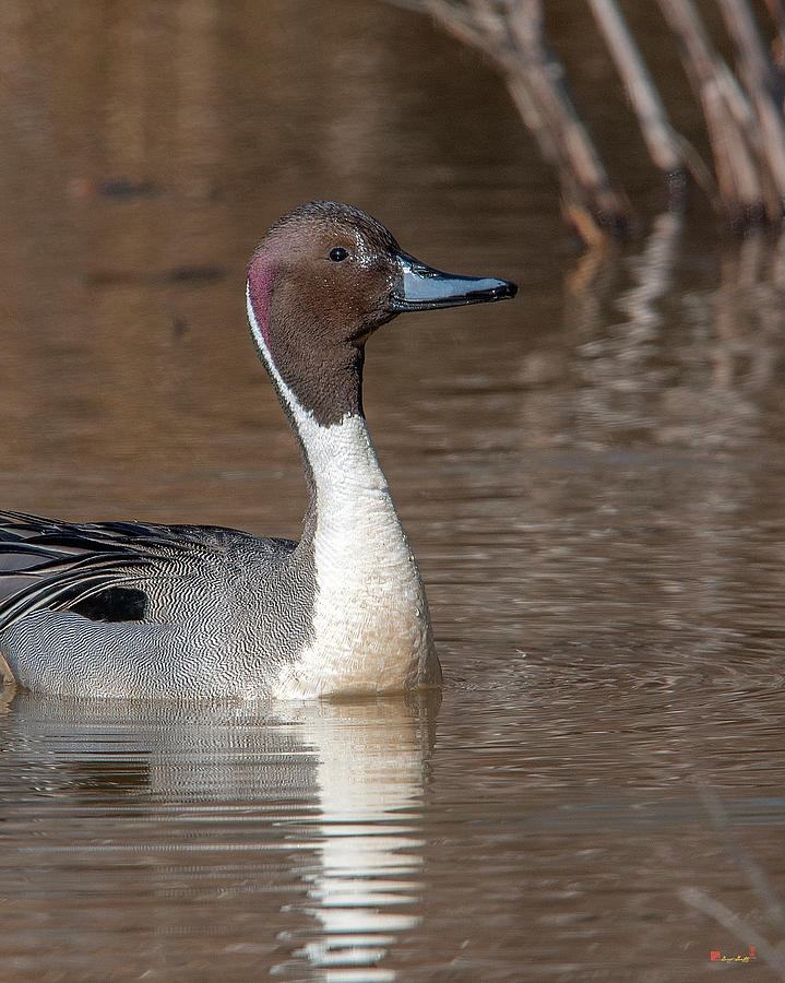 Male Northern Pintail DWF0152 Photograph by Gerry Gantt