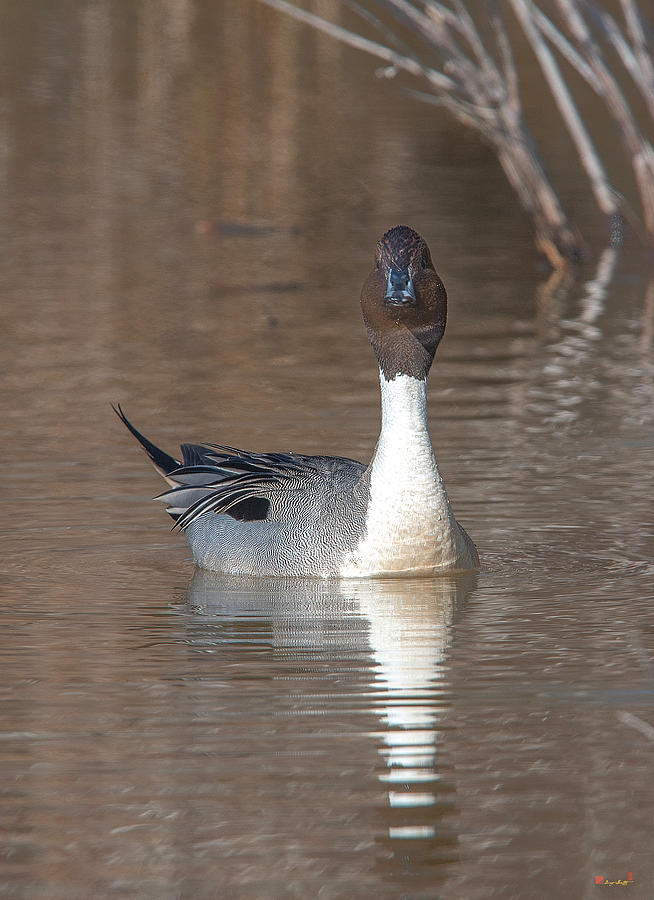 Male Northern Pintail DWF0158 Photograph by Gerry Gantt