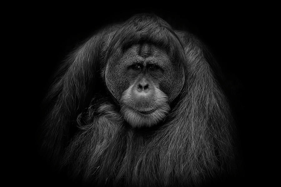 Male Orangutan Black and White Portrait Photograph by David Gn