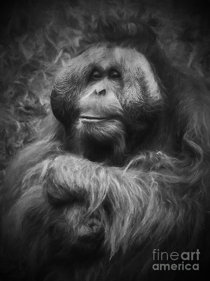 Male orang utan Photograph by Sheila Smart Fine Art Photography