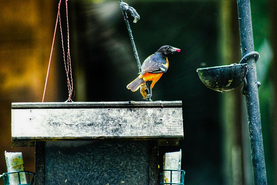 Oriole Photograph - Male Oriole by Shelley Smith Oriole Photograph - Male Oriole by Shelley Smith