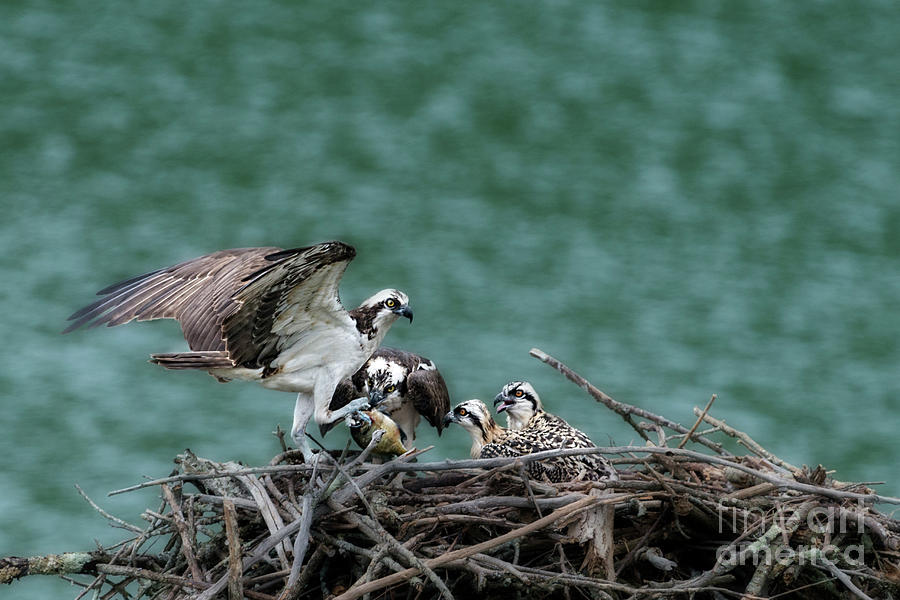 Male osprey dropping fish off at nest Photograph by Dan Friend