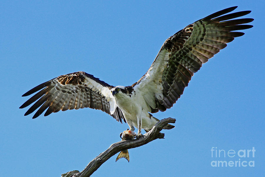 Male Osprey Photograph by Larry Nieland
