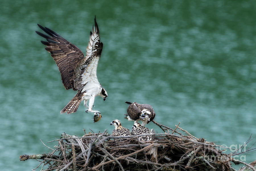 Male osprey providing for his family  Photograph by Dan Friend