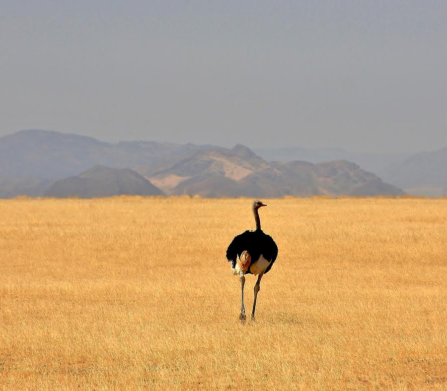 Ostrich Photograph - Male Ostrich in Namibia by Stacie Gary