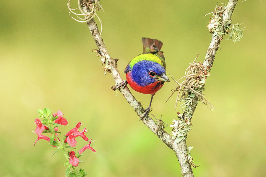 Male Painted Bunting #2 Photograph by Tom and Pat Cory