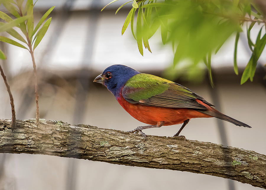 Male Painted Bunting Photograph by Norman Peay