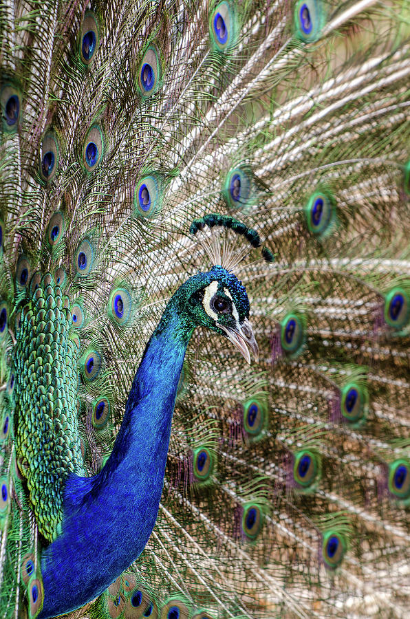 Male Peacock displaying Photograph by Javier Flores