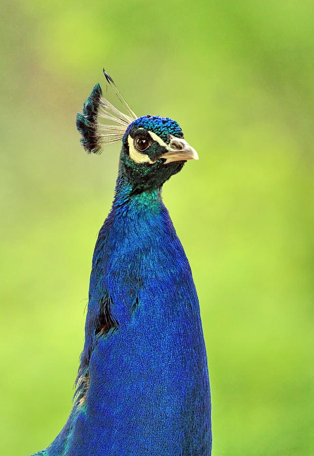 Male peacock Photograph by Elenarts - Elena Duvernay photo