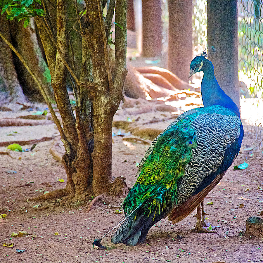 Male Peacock in Bourbon Resort Gardens near Iguazu Falls National Park-Brazil  Photograph by Ruth Hager