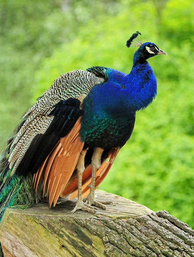 Male peacock on a trunk Photograph by Elenarts - Elena Duvernay photo