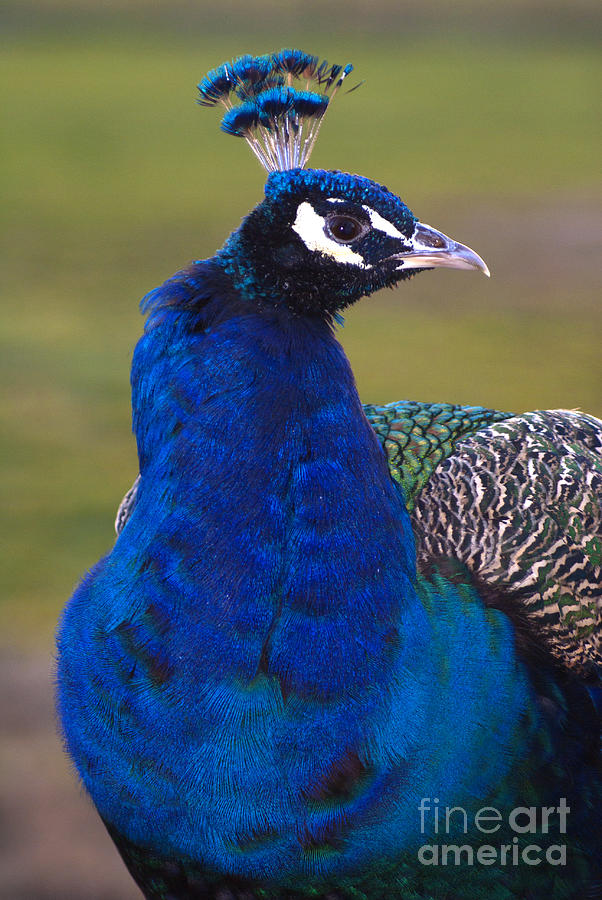 Male Peafowl - Pavo cristatus - called a peacock Photograph by Anthony ...