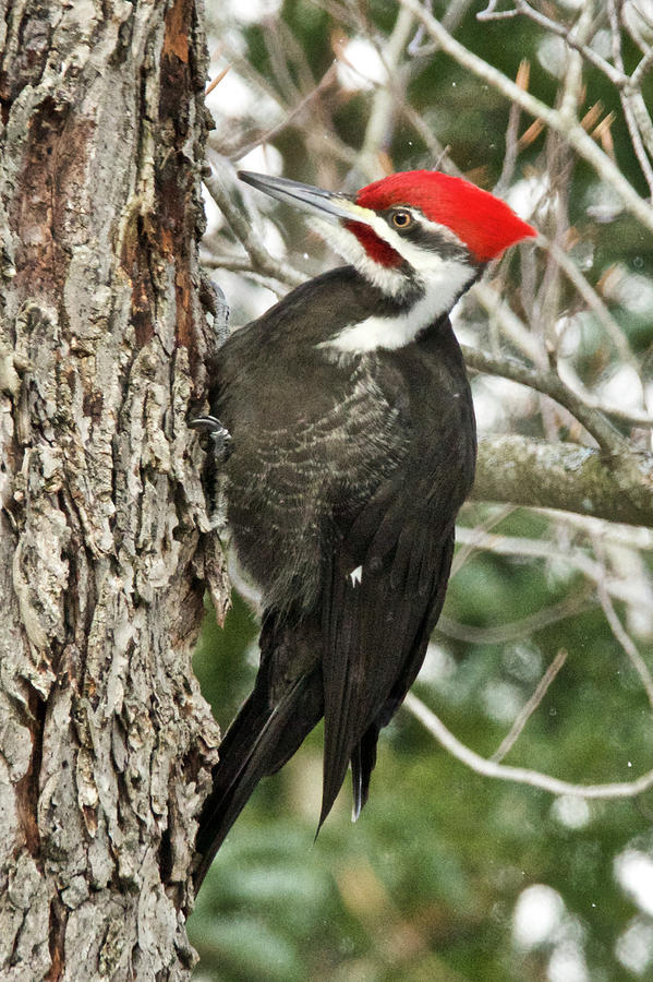 Male Pileated Woodpecker 6069. Photograph by Michael Peychich