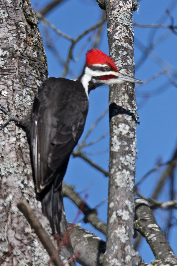 Male Pileated Woodpecker 6340 Photograph by Michael Peychich