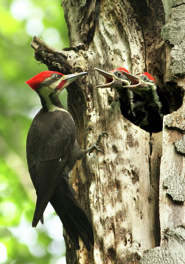 Male Pileated Woodpecker at nest Photograph by Mircea Costina Photography