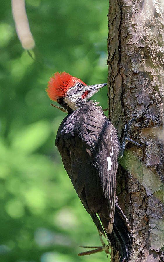 Male Pileated Woodpecker Photograph by Travelers Pics