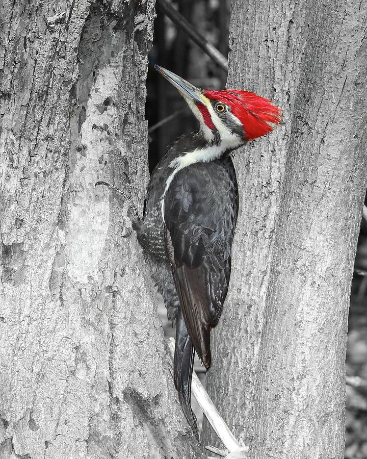 Male Pileated Woodpecker Selective Coloring Photograph