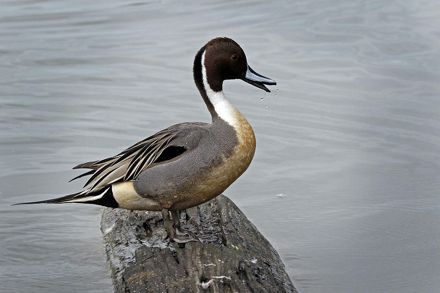 Male Pintail Photograph by Inge Riis McDonald