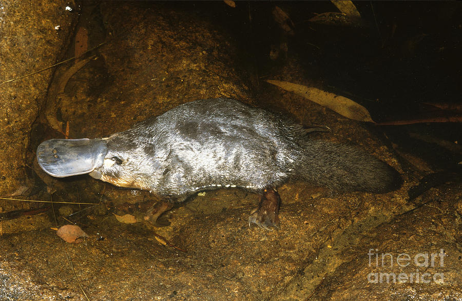 Male Platypus Photograph by B. G. Thomson