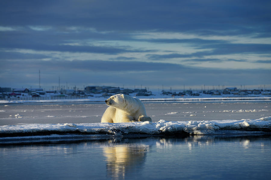 Sunset Photograph - Male polar bear lying on Barter Island sniffing air at Kaktovik  by Reimar Gaertner