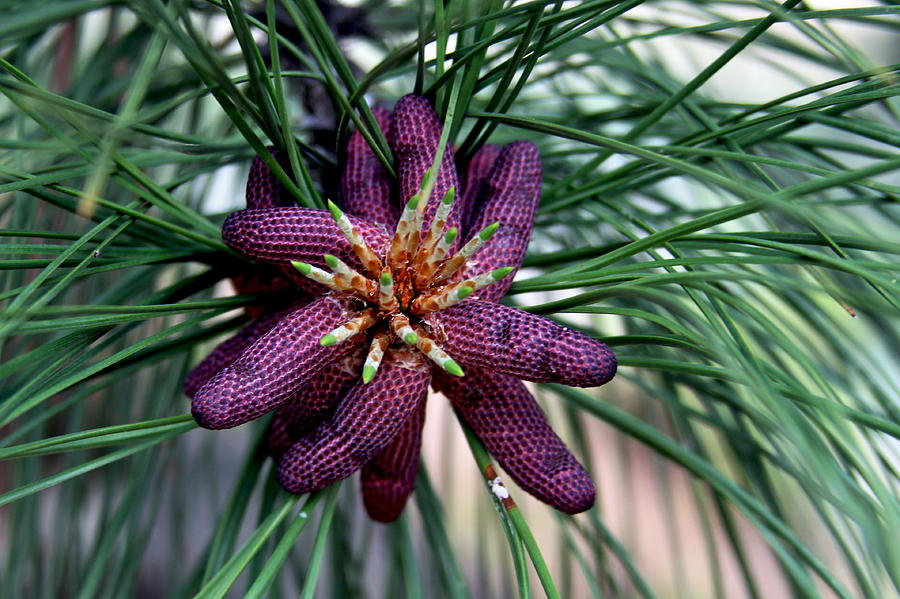 Nature Photograph - Male Ponderosa Pine Cones by Karon Melillo DeVega