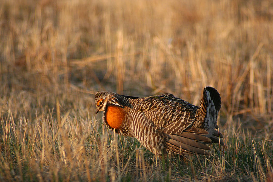Male Prairie Chicken Booming Photograph by Brook Burling